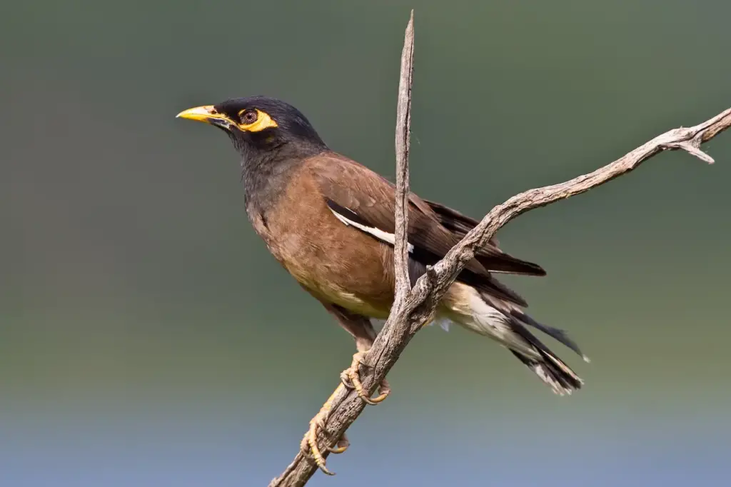 Common Mynas on the Branch