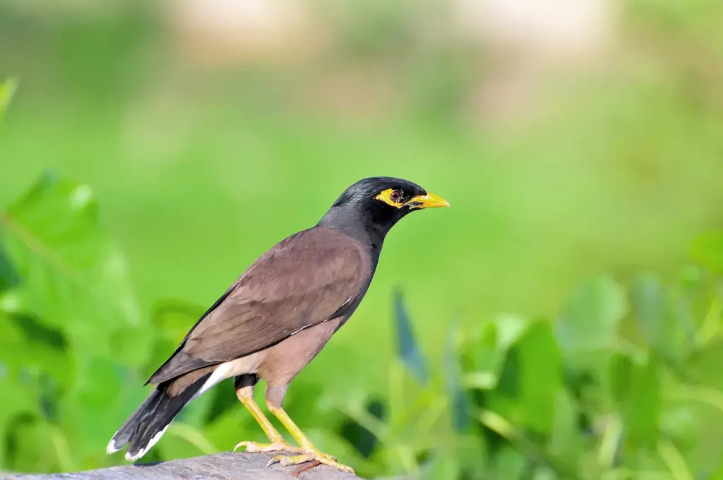 Common Mynas Image on the Rock 