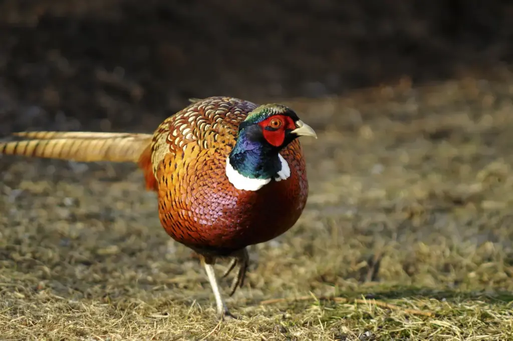 Common Pheasant Diseases on a Grass