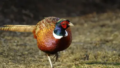Common Pheasant Diseases on a Grass