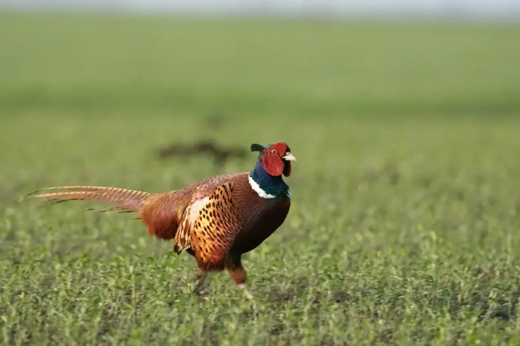 Common pheasant in a Meadow 