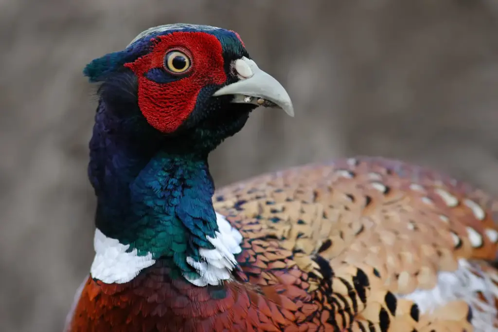 Close up Image Common Pheasants