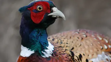 Close up Image Common Pheasants