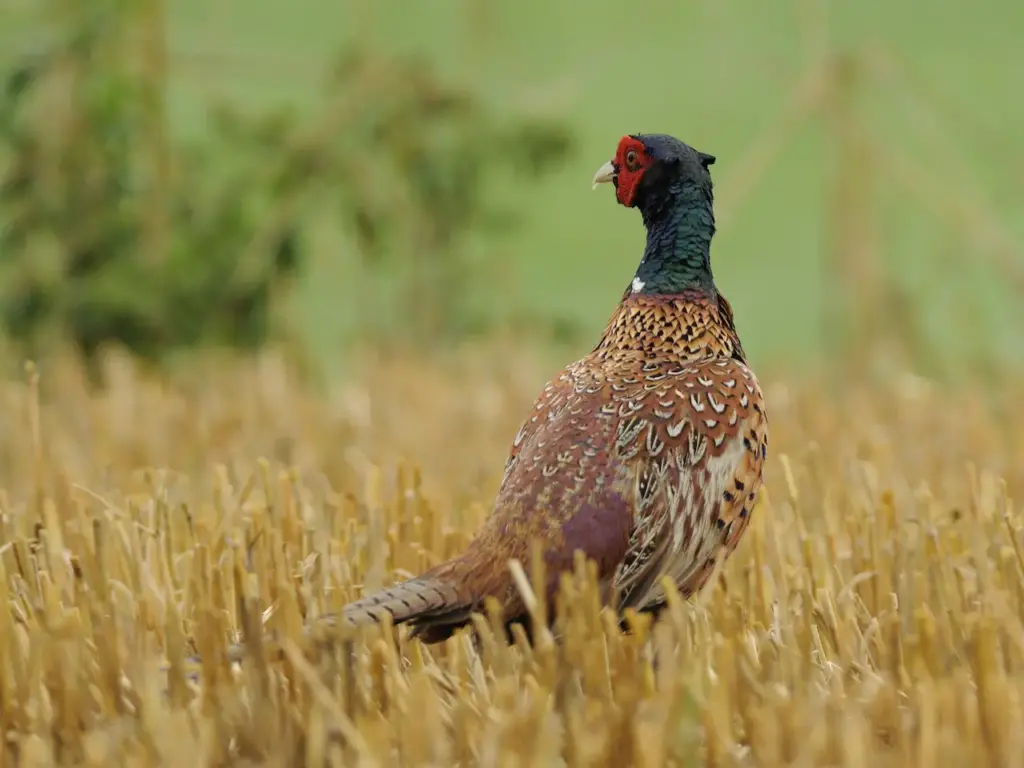 Common Pheasants in a Grain Field