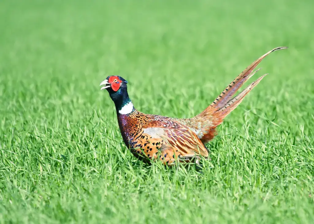 Common Pheasants on a Grass 