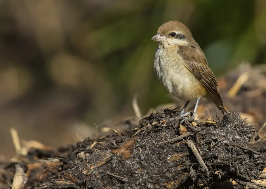 Brown Shrike on the Ground. Corvoidea