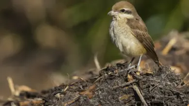 Brown Shrike on the Ground. Corvoidea