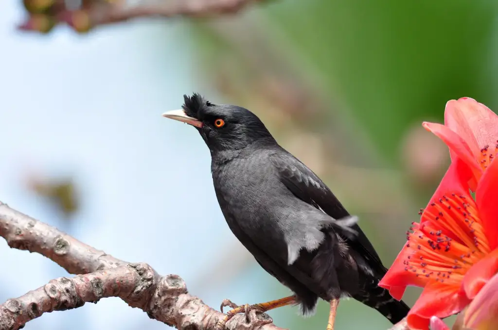 Black Bird Perched on Tree Crested Mynas