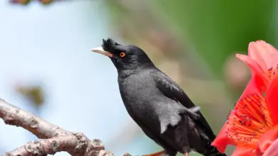 Black Bird Perched on Tree Crested Mynas