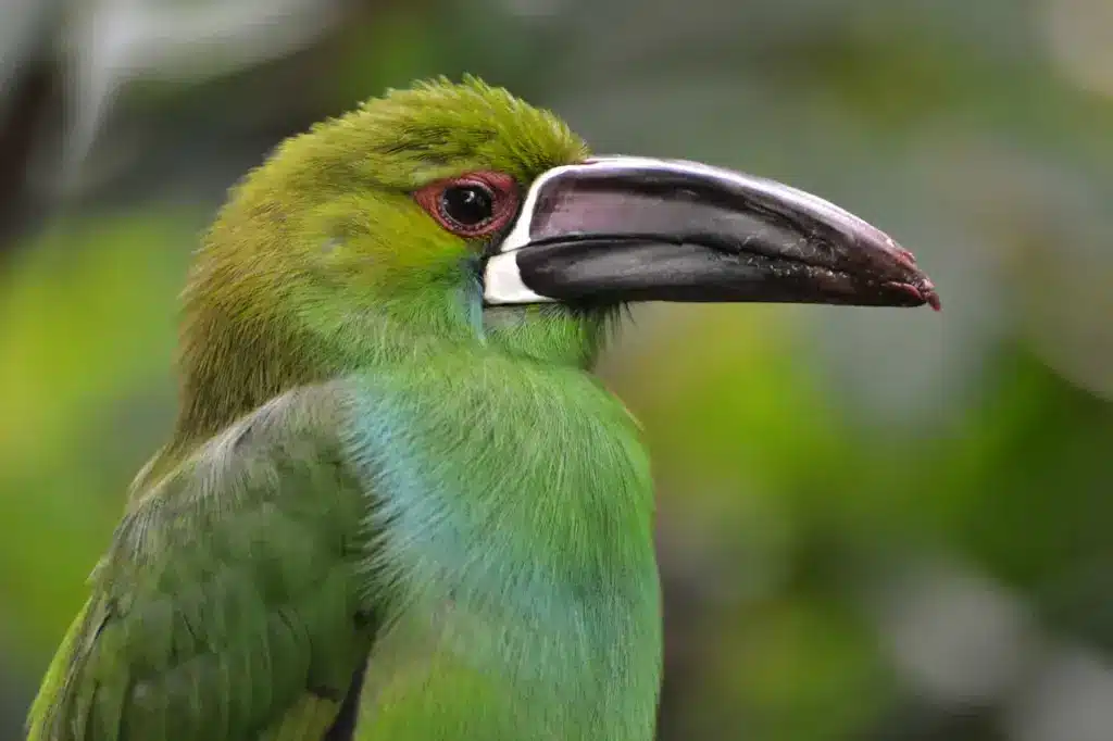 Clsoe up of a Crimson-rumped Toucanets
