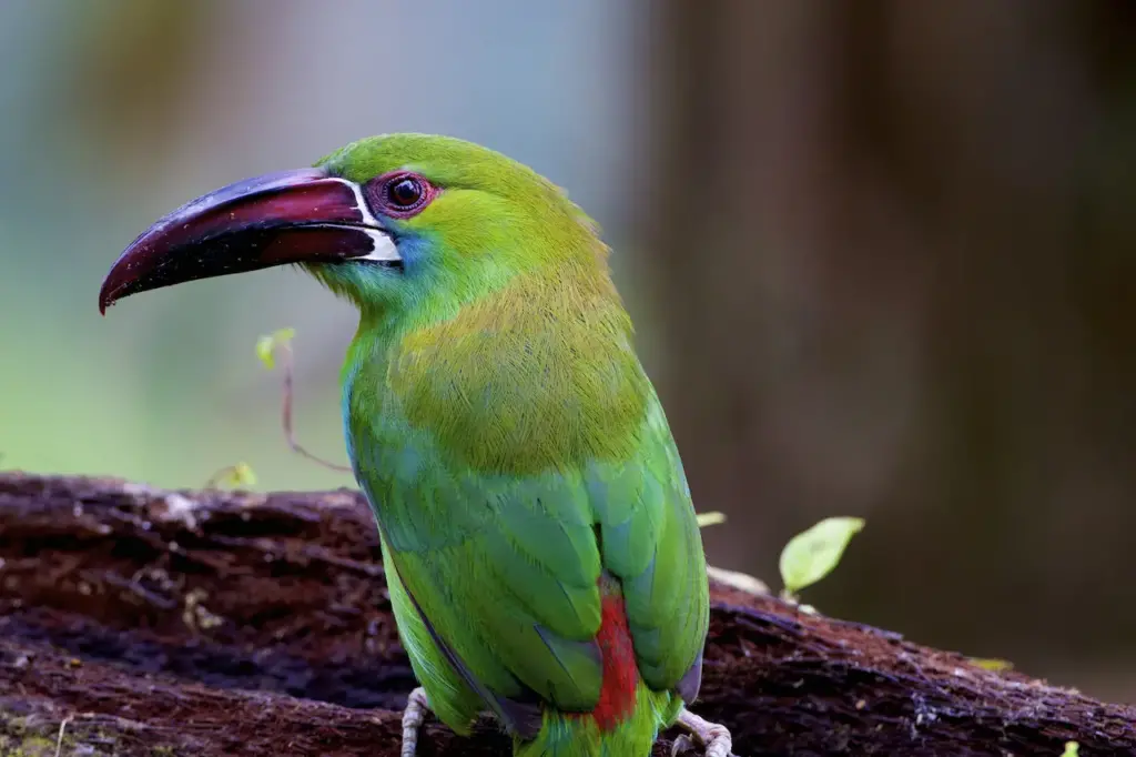 Crimson-rumped Toucanets Resting