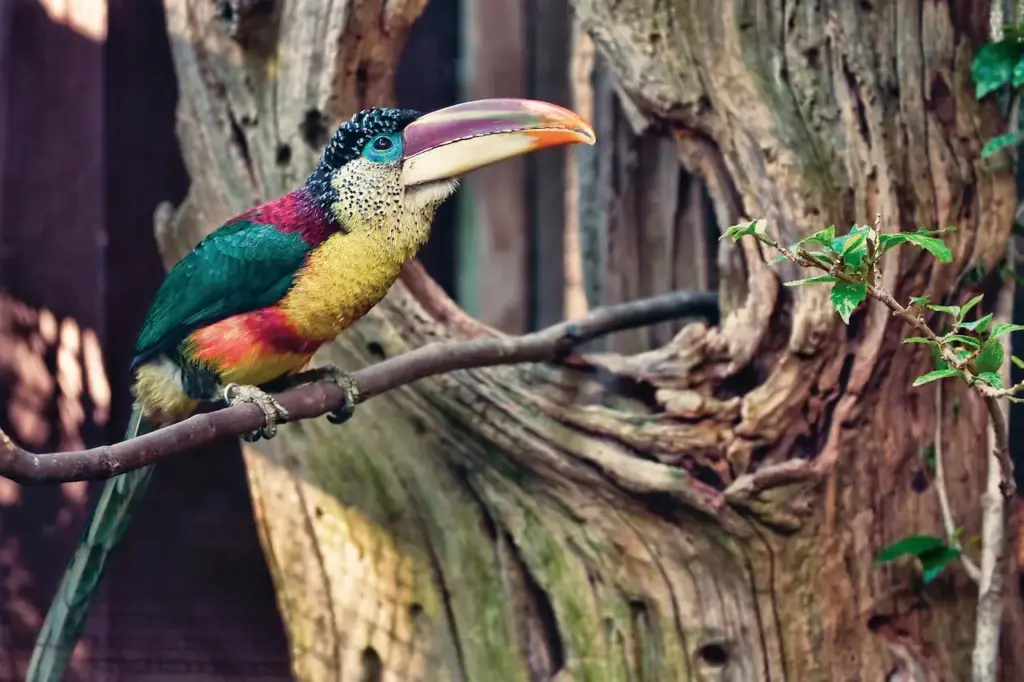 Curl-crested Aracaris Perched on a Tree Branch 