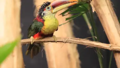 Curl-crested Aracaris Image