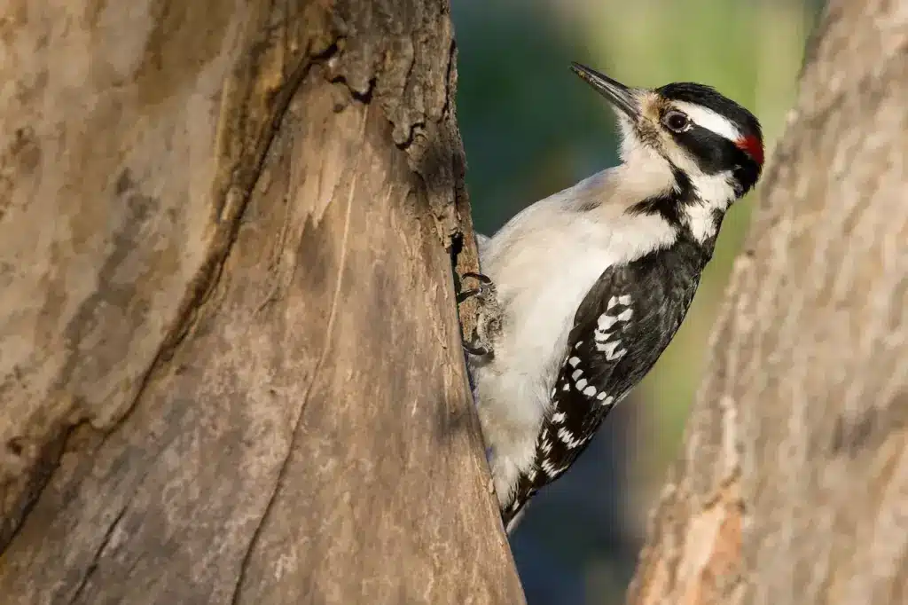 Downy Woodpecker on a Tree 