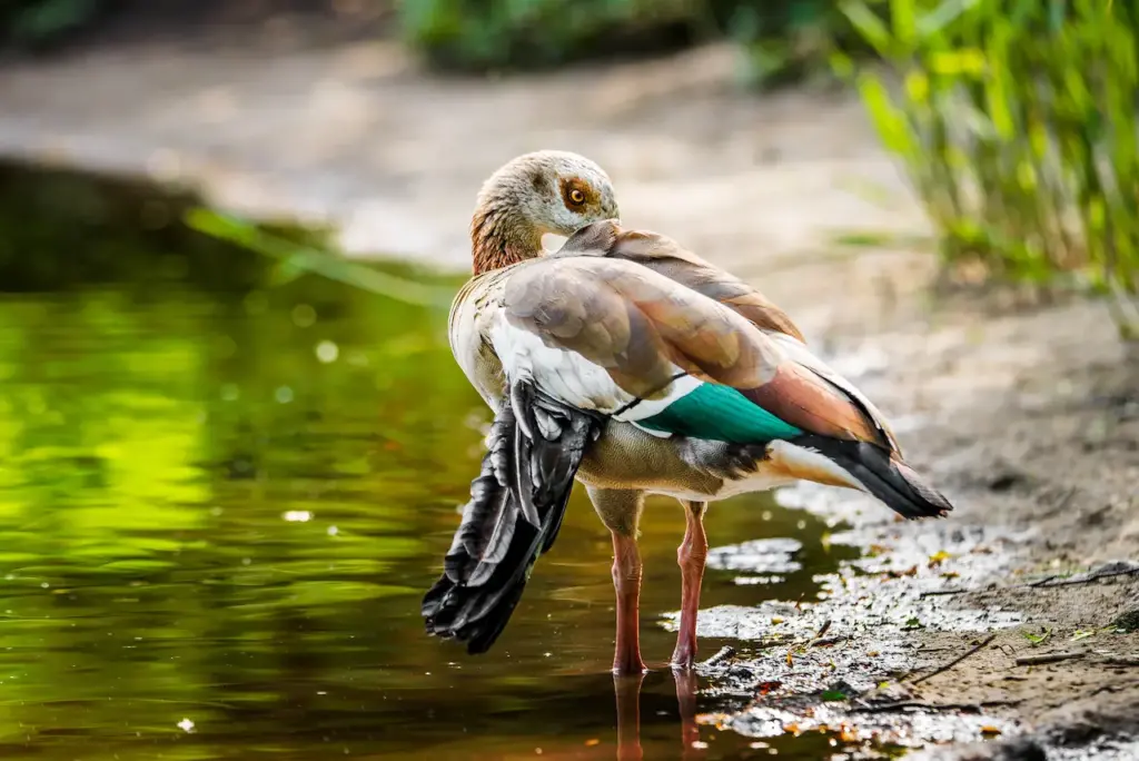 Egyptian Goose with a Broken Wing