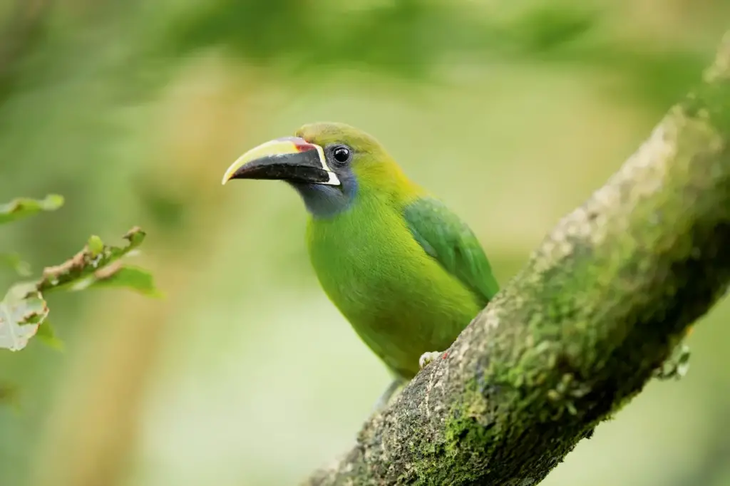 Emerald Toucanets on Branch