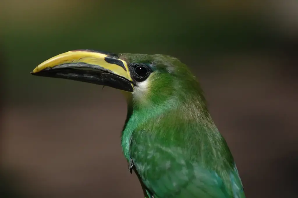 Emerald Toucanets on a Tree 