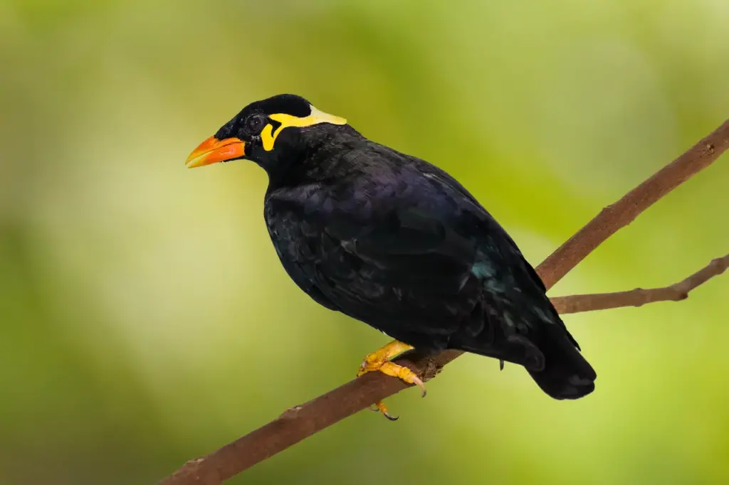 Enggano Mynas on a Twig