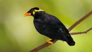 Enggano Mynas on a Twig