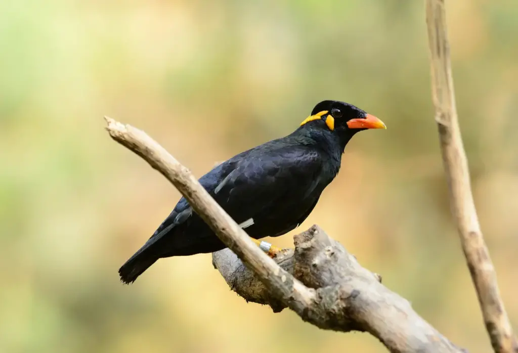 Enggano Mynas on a Tree Branch 