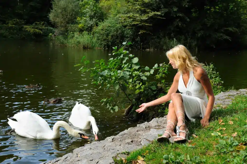 Feeding Swans Geese and Ducks
