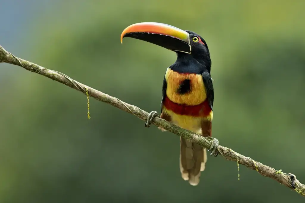 Fiery-billed Aracaris on Branch