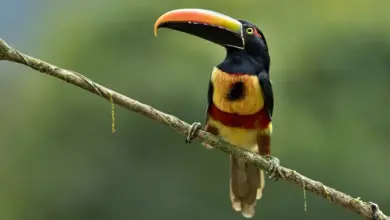 Fiery-billed Aracaris on Branch