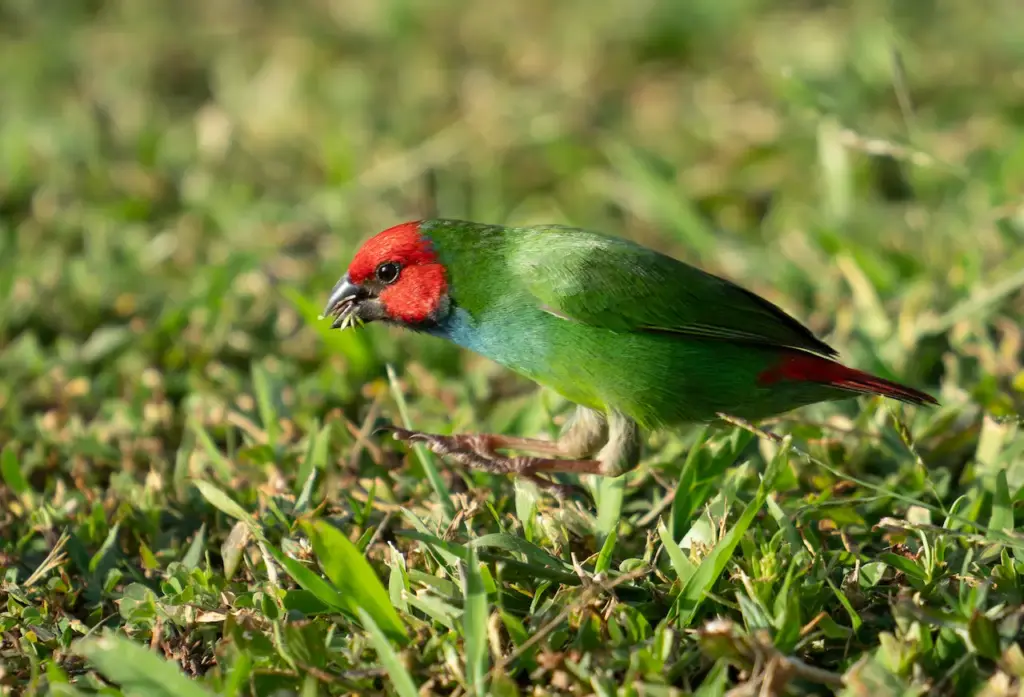 A Parrotfinch Searching for Food Fiji Parrotfinches