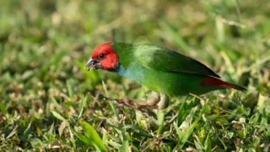 A Parrotfinch Searching for Food Fiji Parrotfinches