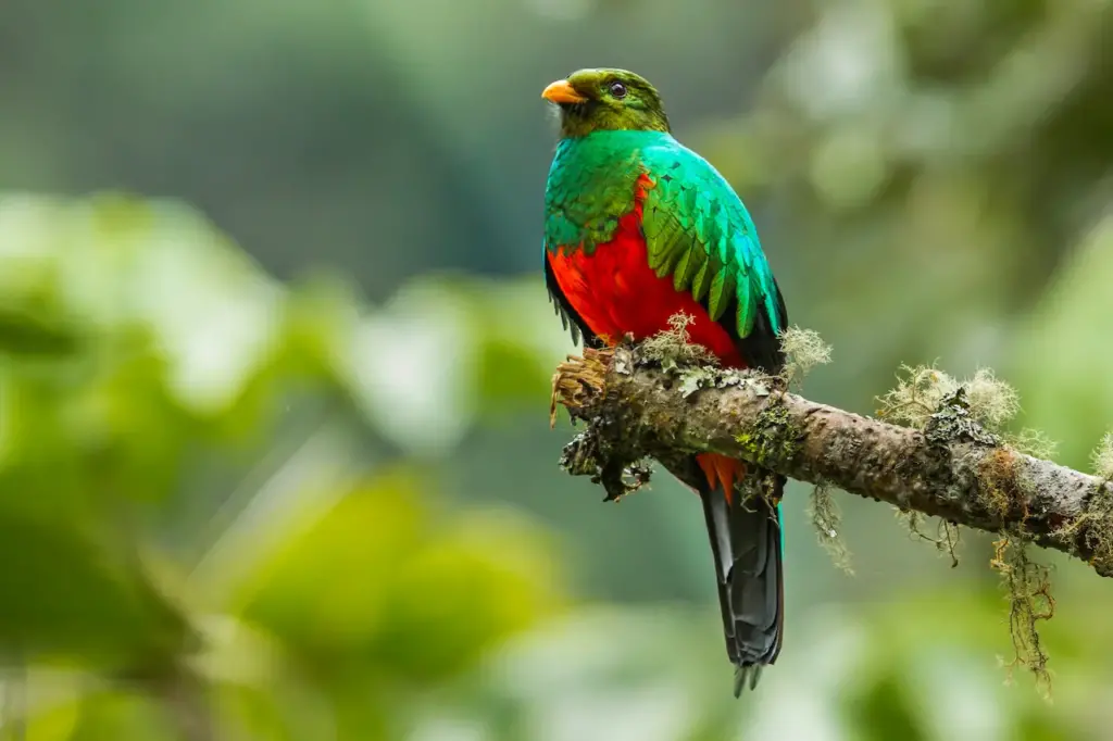 Golden-Headed Quetzals Sitting On A Branch