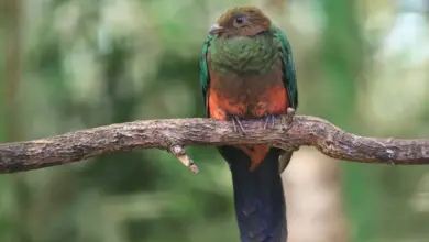 Golden-Headed Quetzals Captivates Breeding