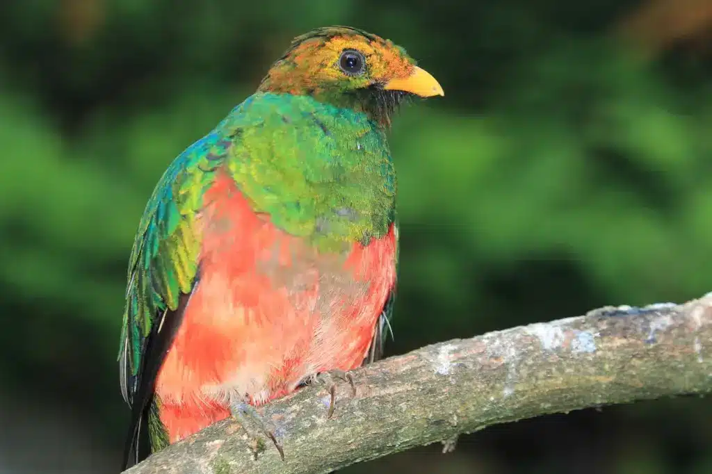 Golden-Headed Quetzals Perched On A Branch 