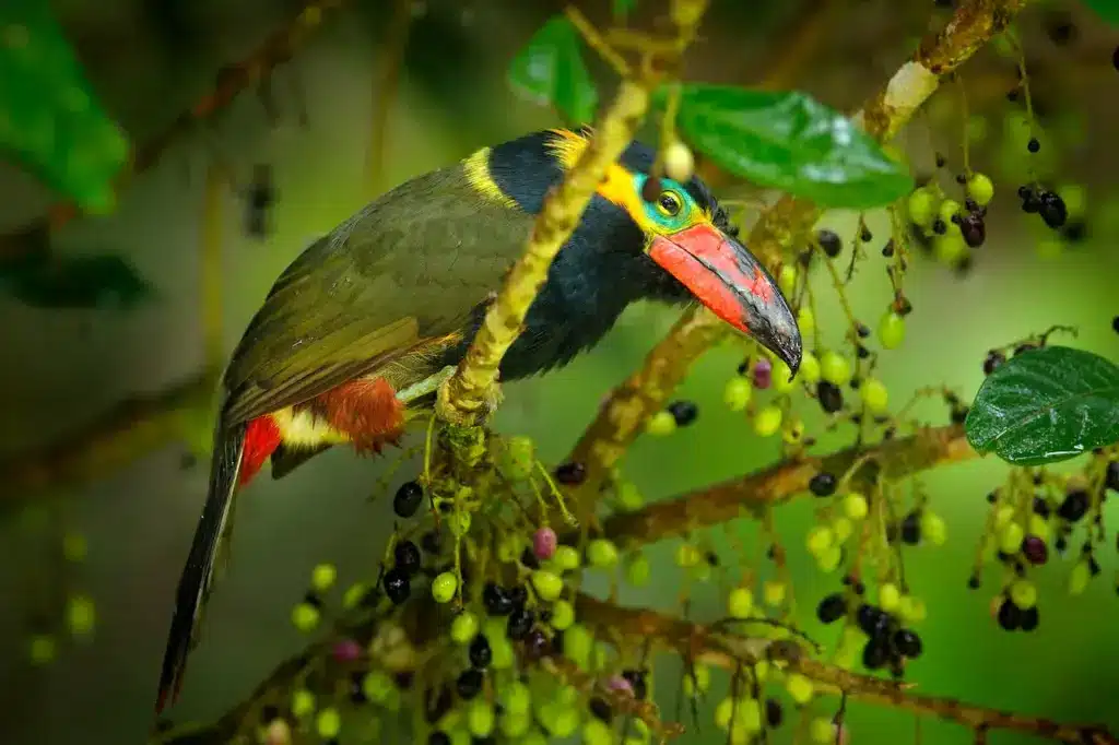 Golden-collared Toucanets on a Fruit Tree
