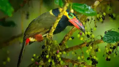 Golden-collared Toucanets on a Fruit Tree
