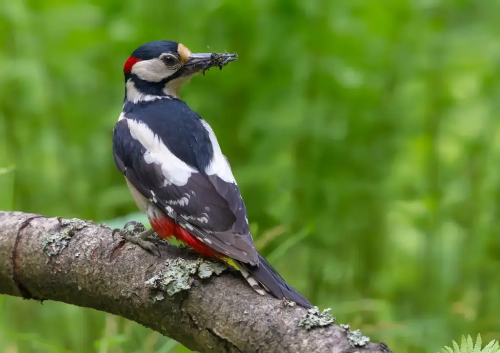 Great Spotted Woodpecker Back View with Catch of Insects