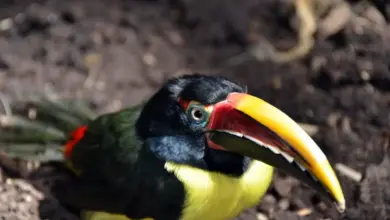 Green Aracaris Resting on the Ground