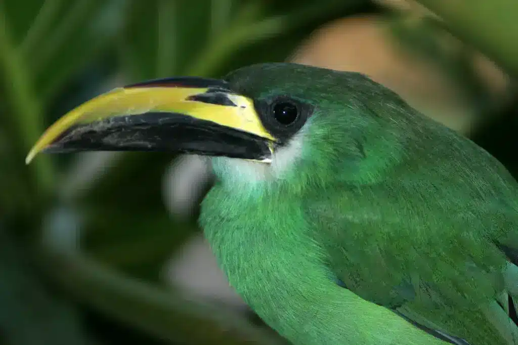 Close up of Green Emerald Toucanet 