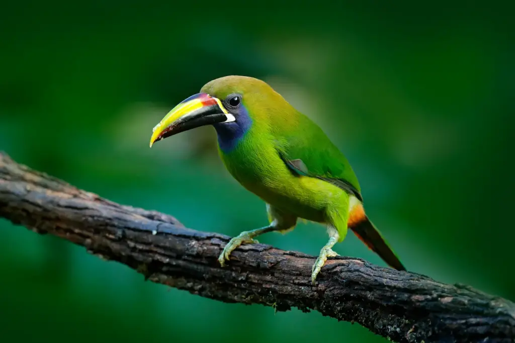 Green Toucanets Perched on the Branch