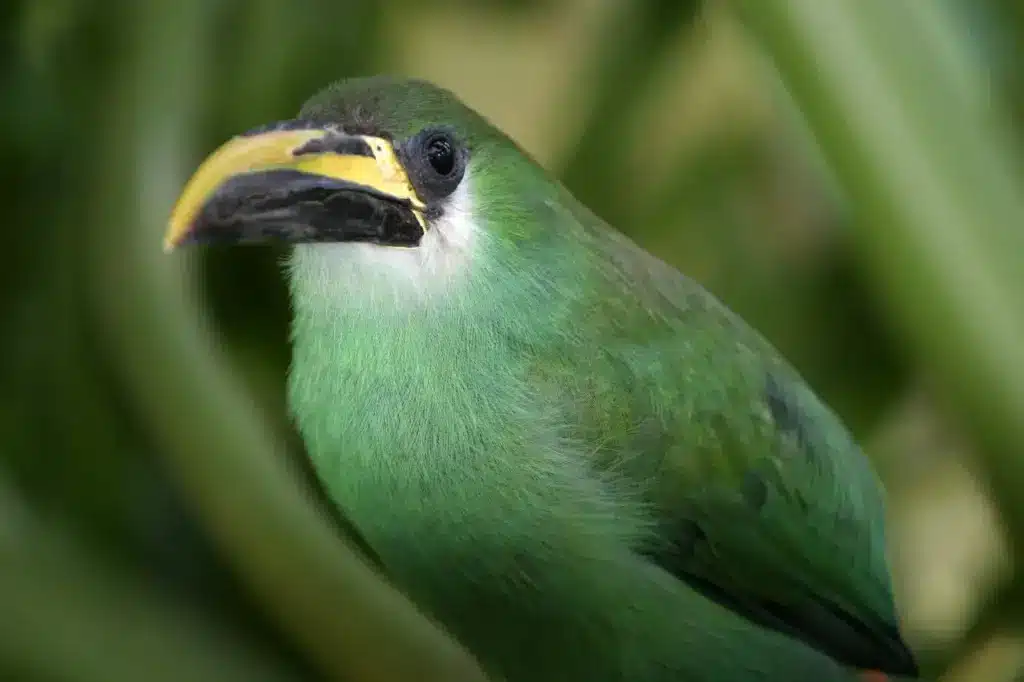 Image of Green Toucanets