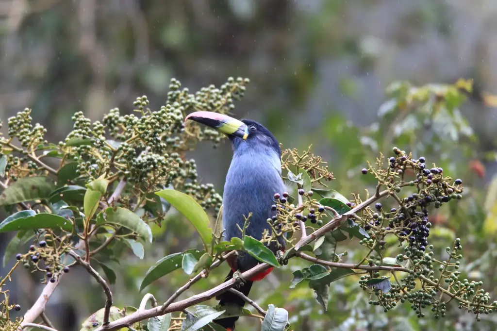 Grey-breasted Mountain-toucans on a Tree