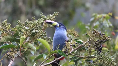 Grey-breasted Mountain-toucans on a Tree