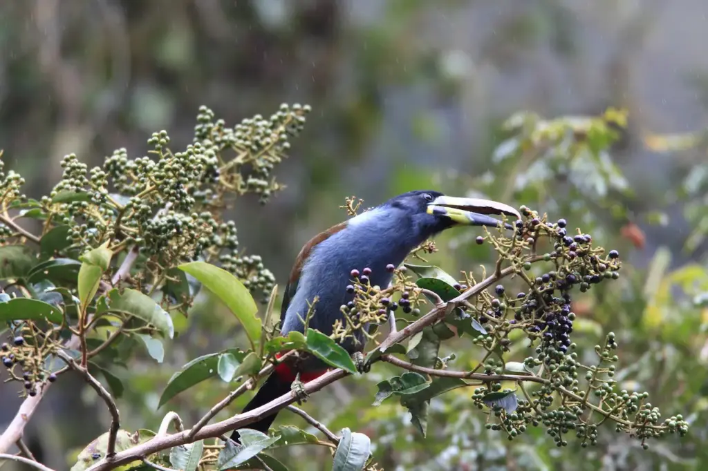 Grey-breasted Mountain-toucans on a Tree