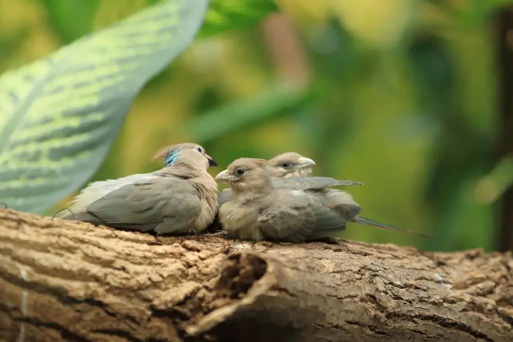 Group of Blue-naped Mousebirds 