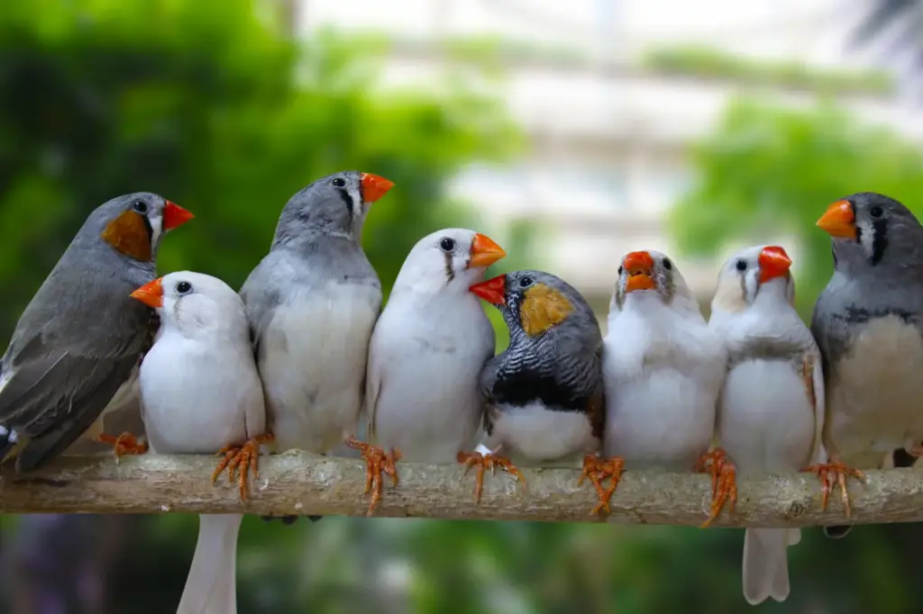 Group of Zebra Finch Bird Image 