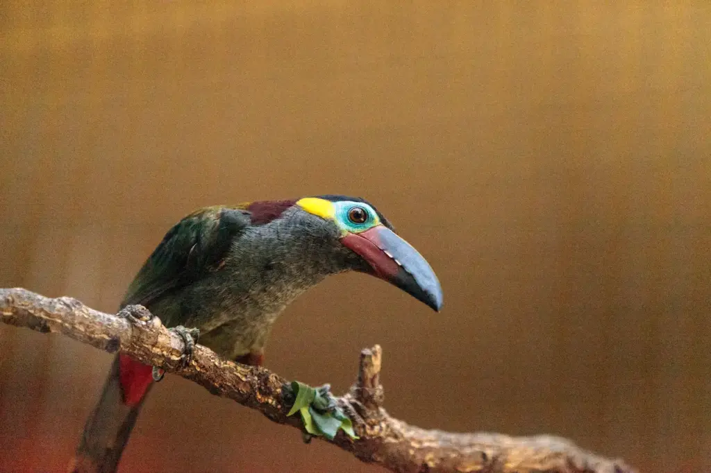 Guianan Toucanets is a Colorful Bird