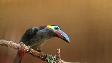 Guianan Toucanets is a Colorful Bird