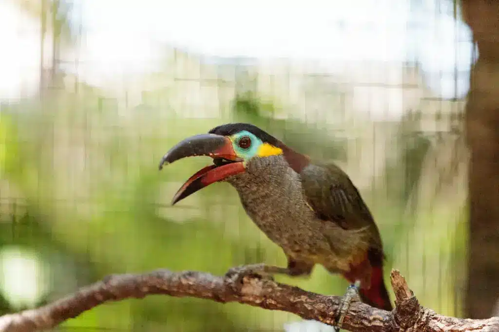 Guianan Toucanets on a Branch 