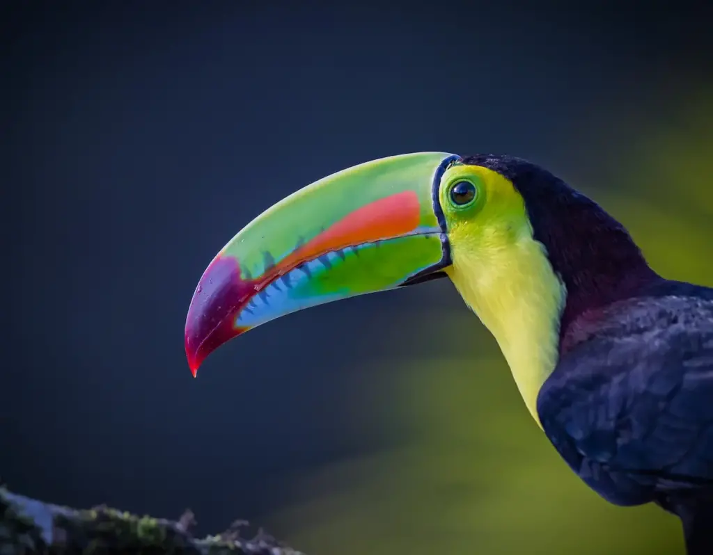 Head Shot of a Keel-billed Toucans