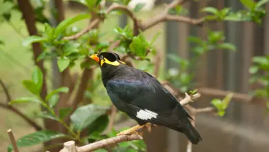 Hill Mynas Perched on the Branch