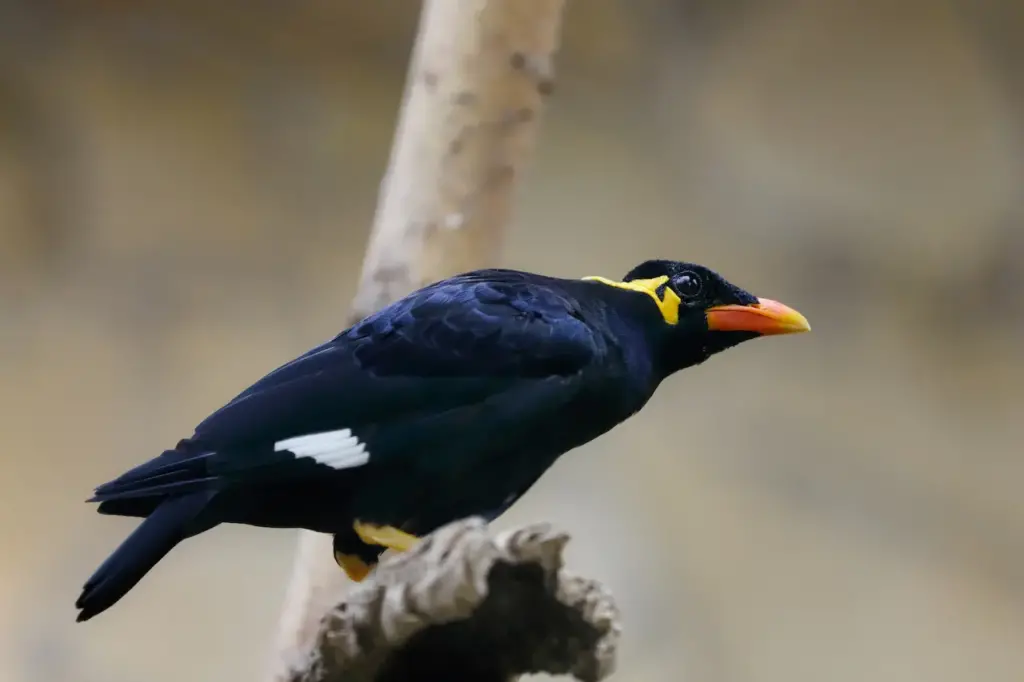Hill Mynas Image on the Branch 